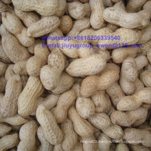 New Crop Food Grade Groundnut in Shell